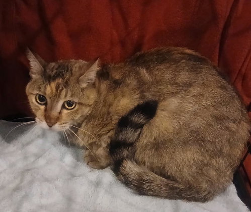 picture of the cat needing adoption