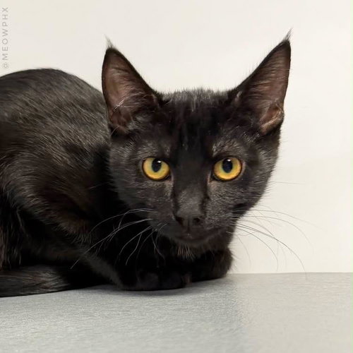 picture of the cat needing adoption