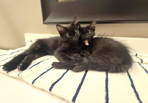 Salem Lara photo 2