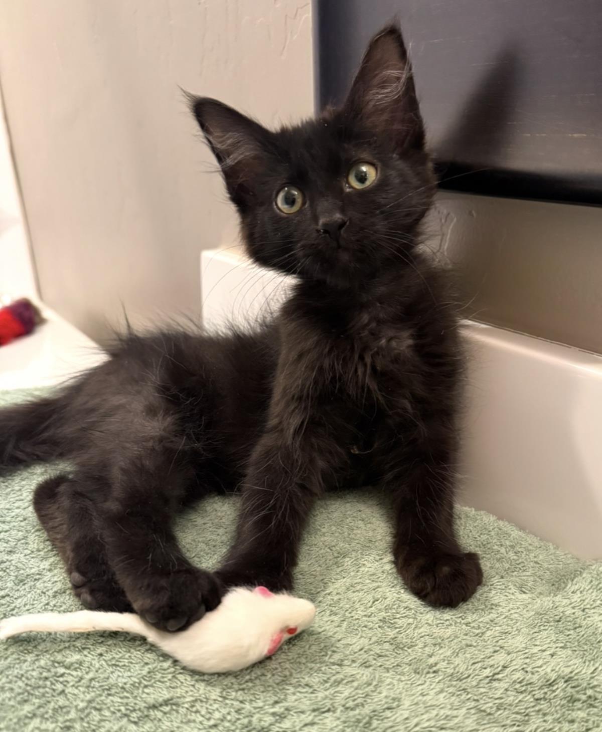 Photo of Binx Lara