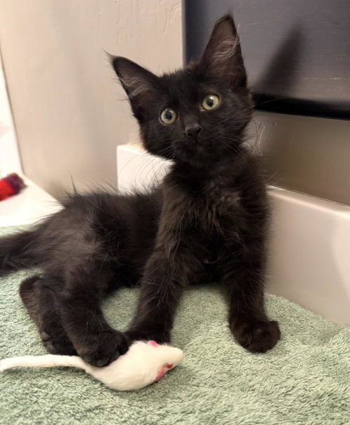 Binx Lara