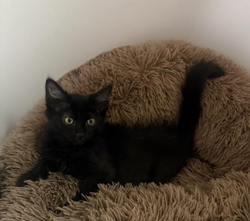Photo of Binx Lara