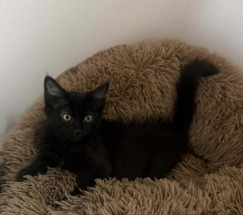 Binx Lara photo 2