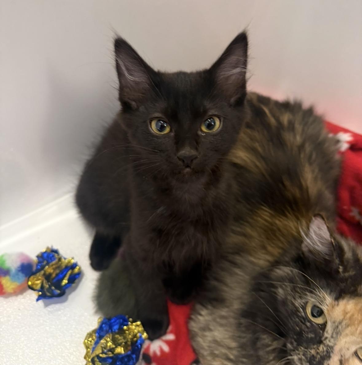 Photo of Binx Lara