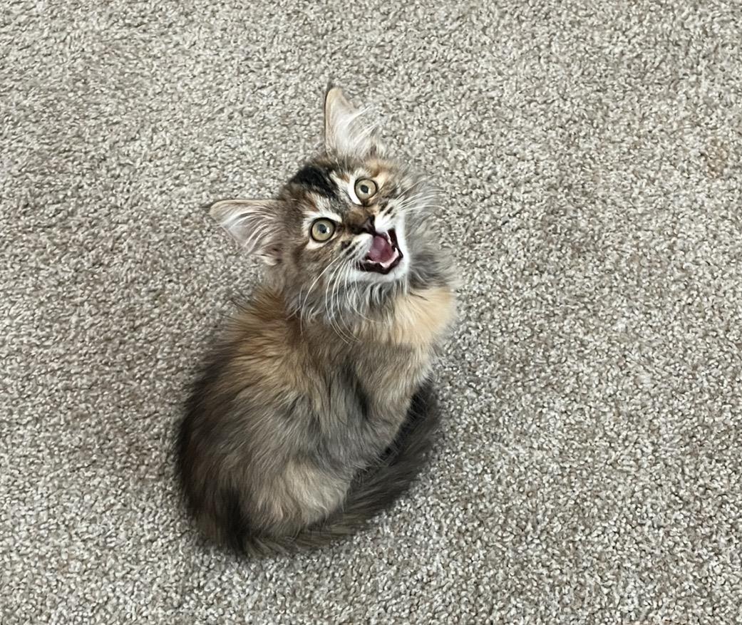 Photo of Sarabi Simba