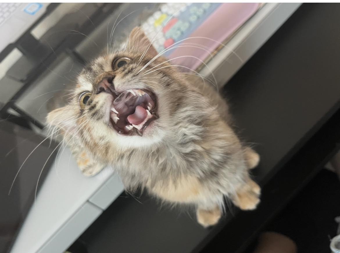 Photo of Sarabi Simba