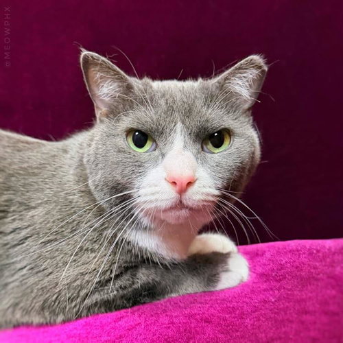 picture of the cat needing adoption