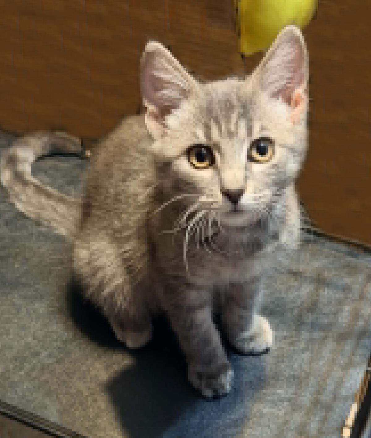 Photo of Leeloo Ewadar