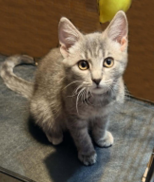 Leeloo Ewadar