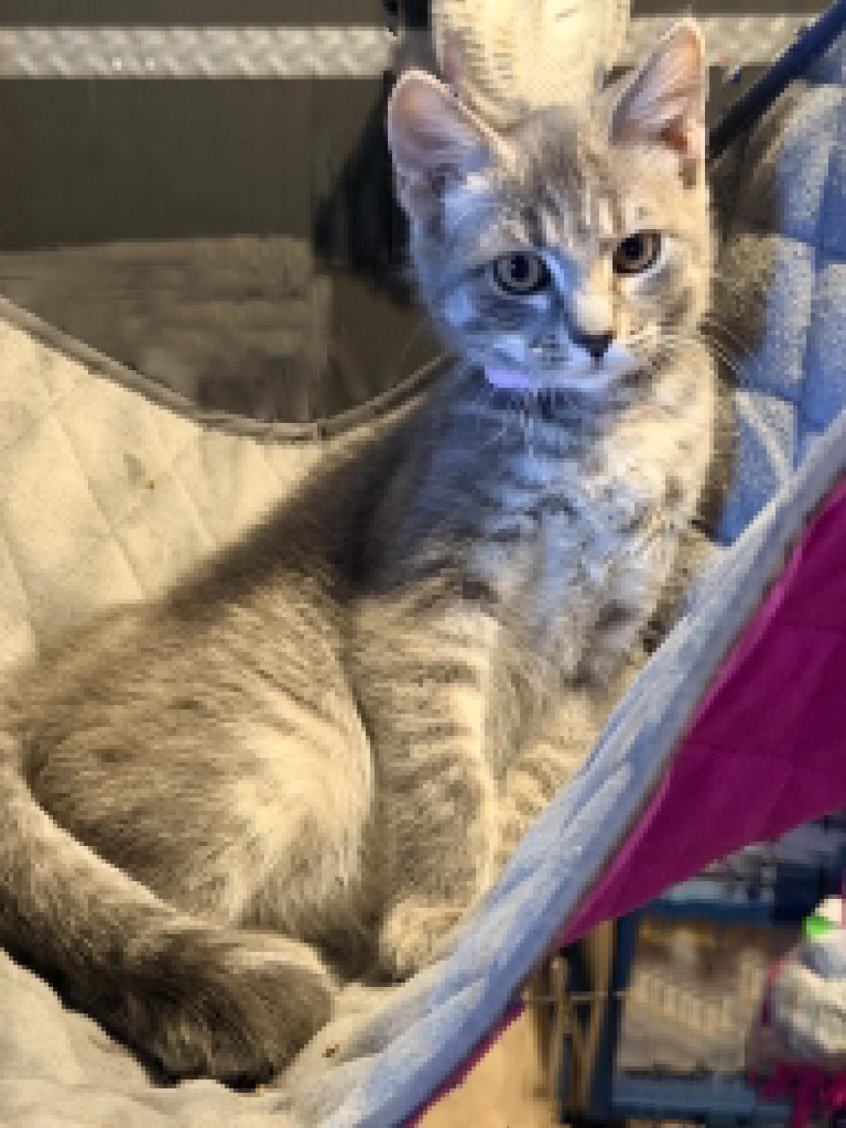 Photo of Leeloo Ewadar