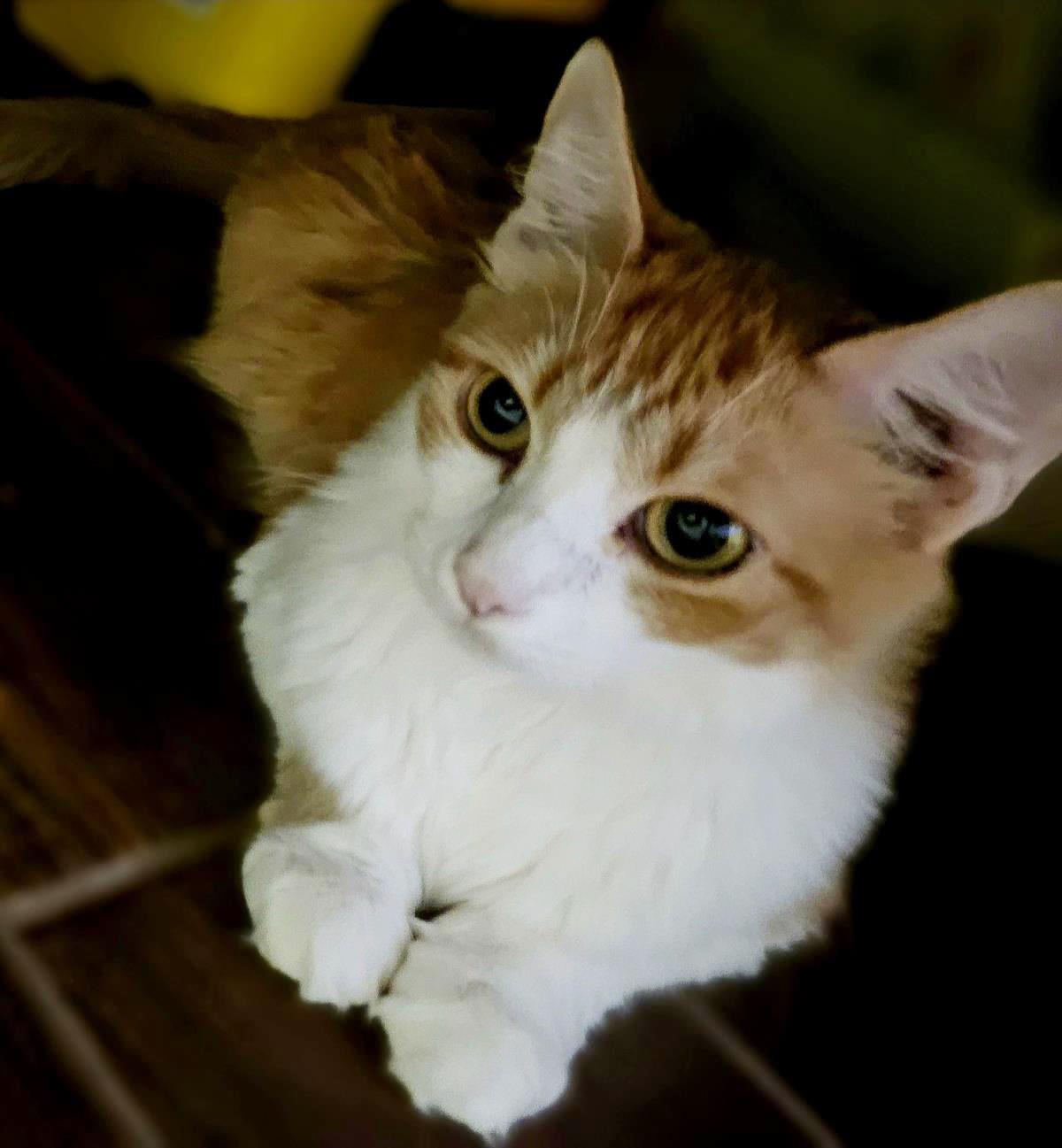 Photo of Kiki Alani