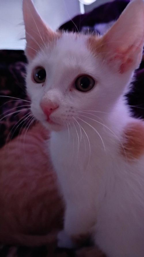 Sammy Meower