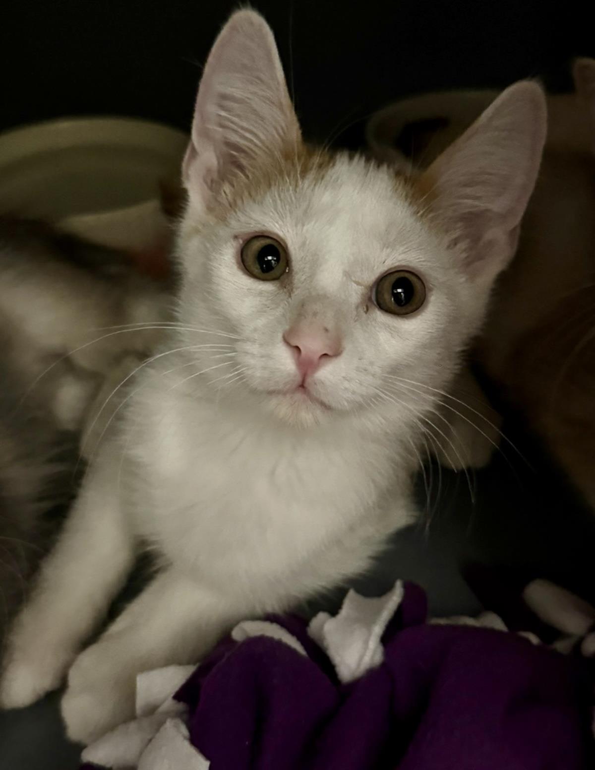 Photo of Sammy Meower