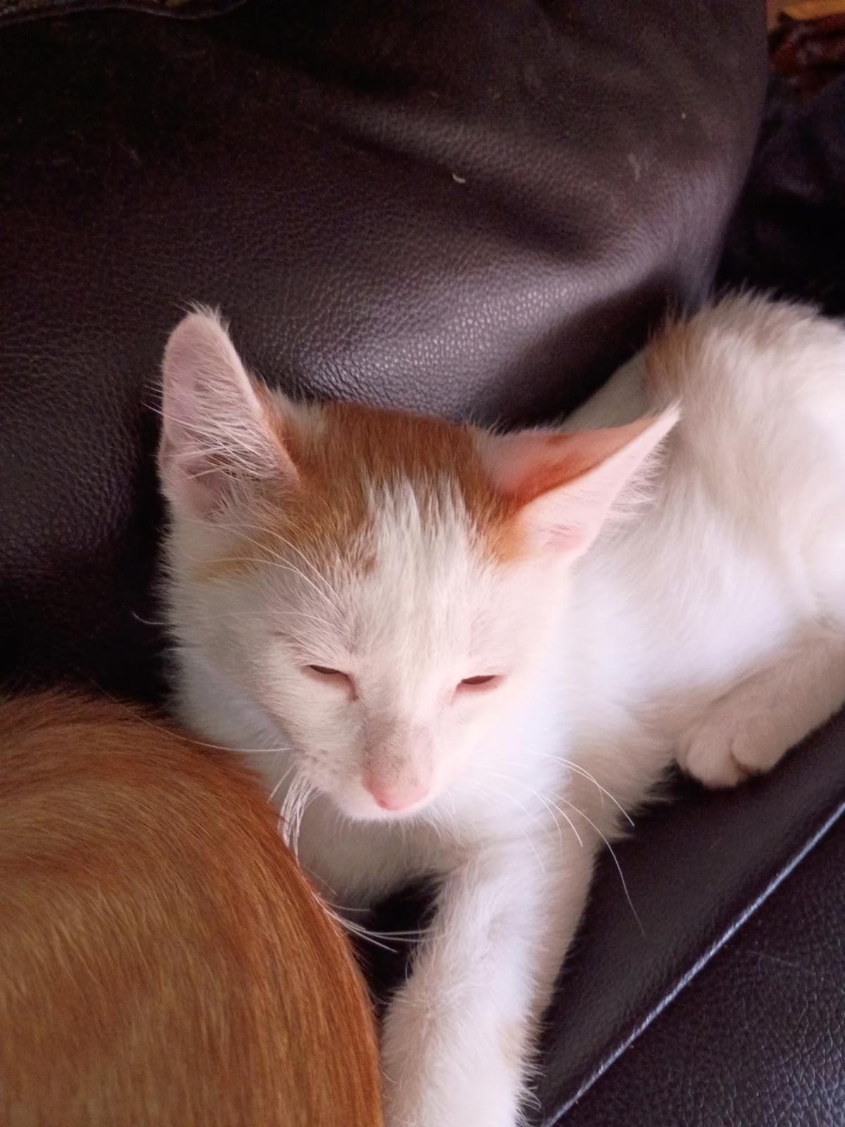 Photo of Sammy Meower