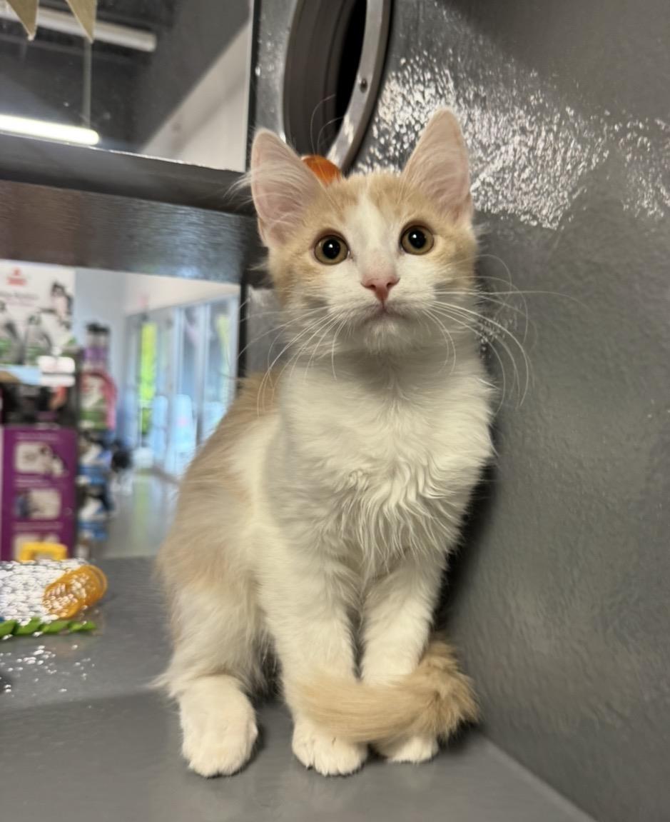 Photo of Chance Meower