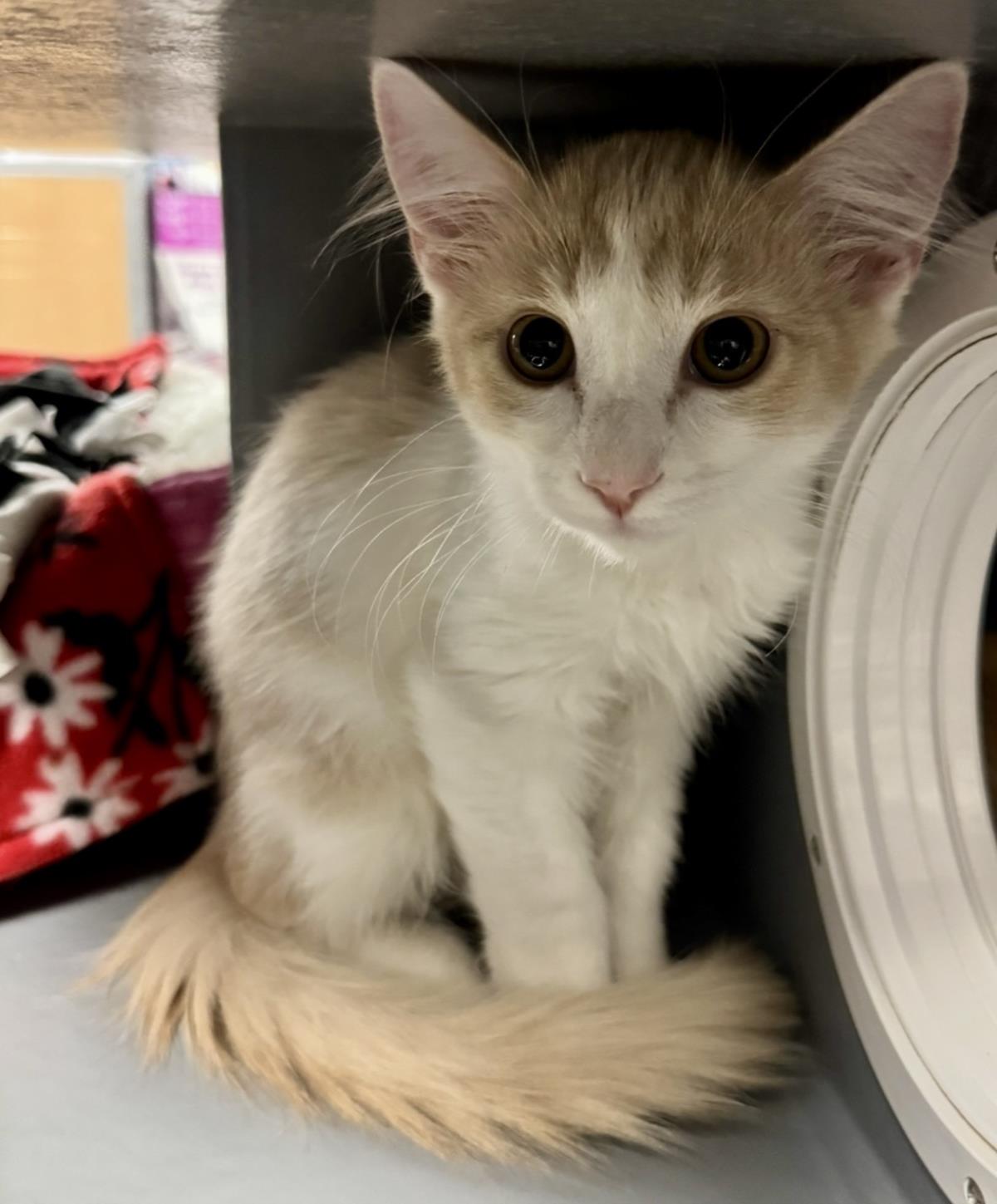 Photo of Chance Meower