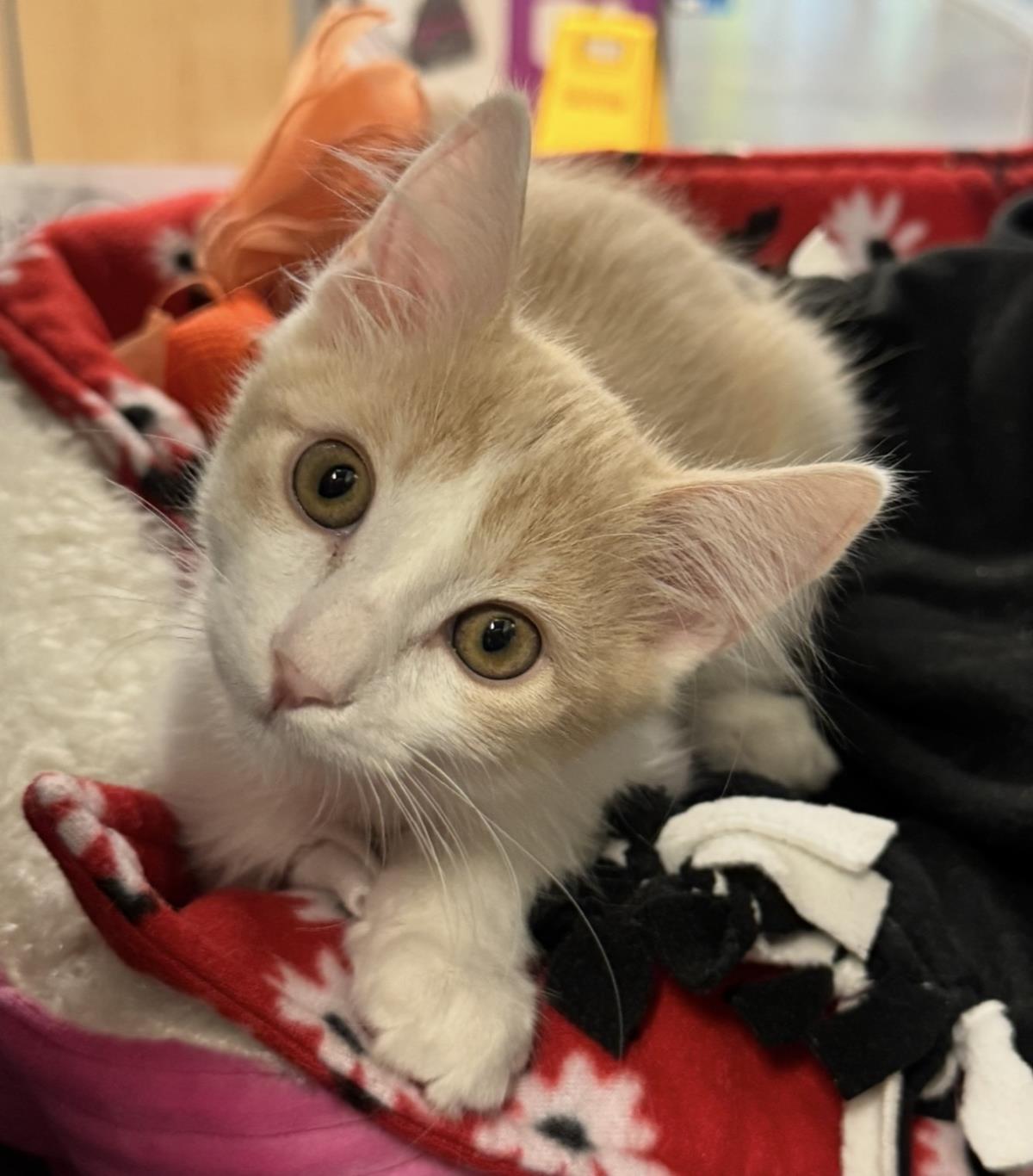 Photo of Chance Meower