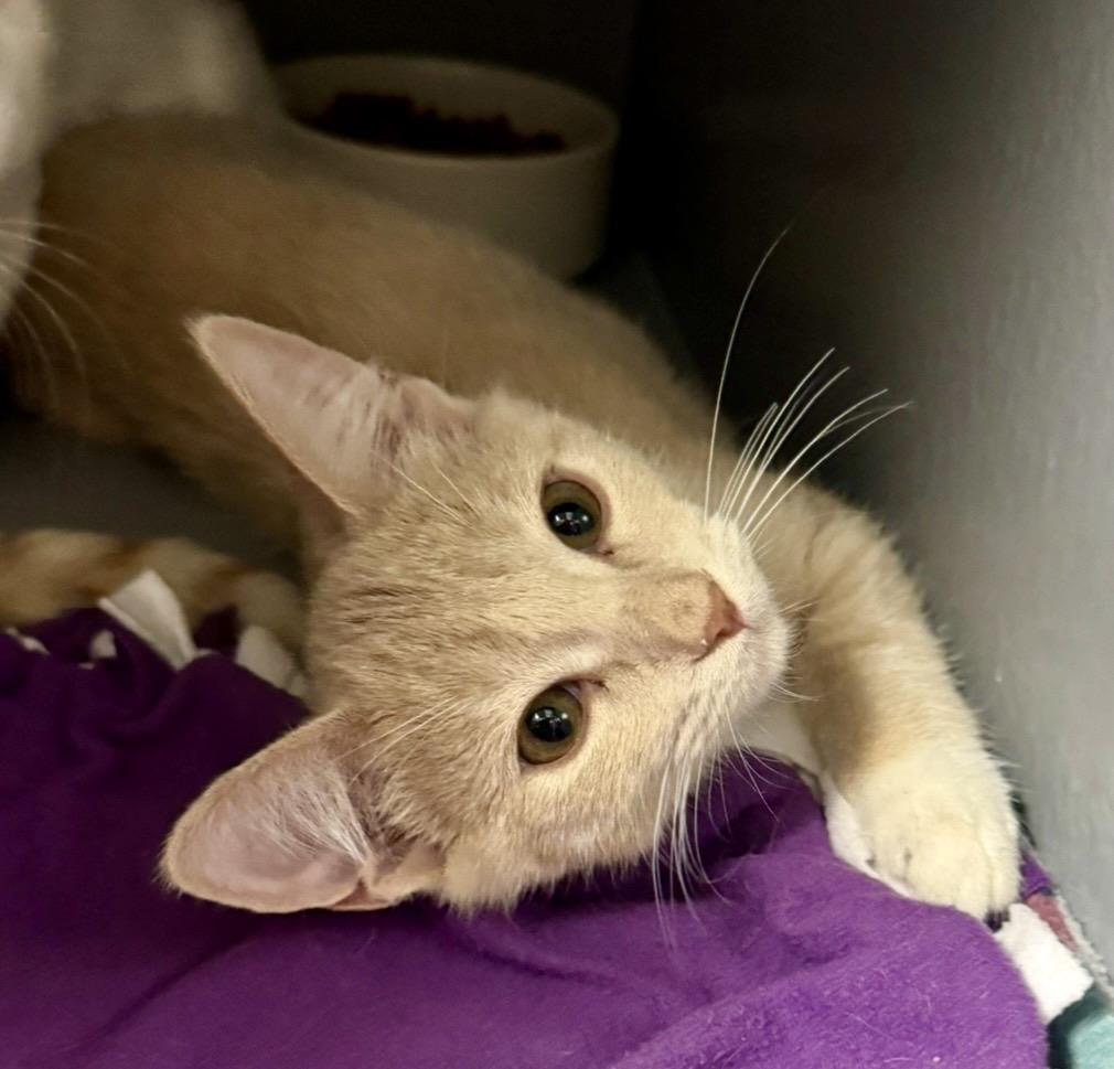 Photo of Dash Meower