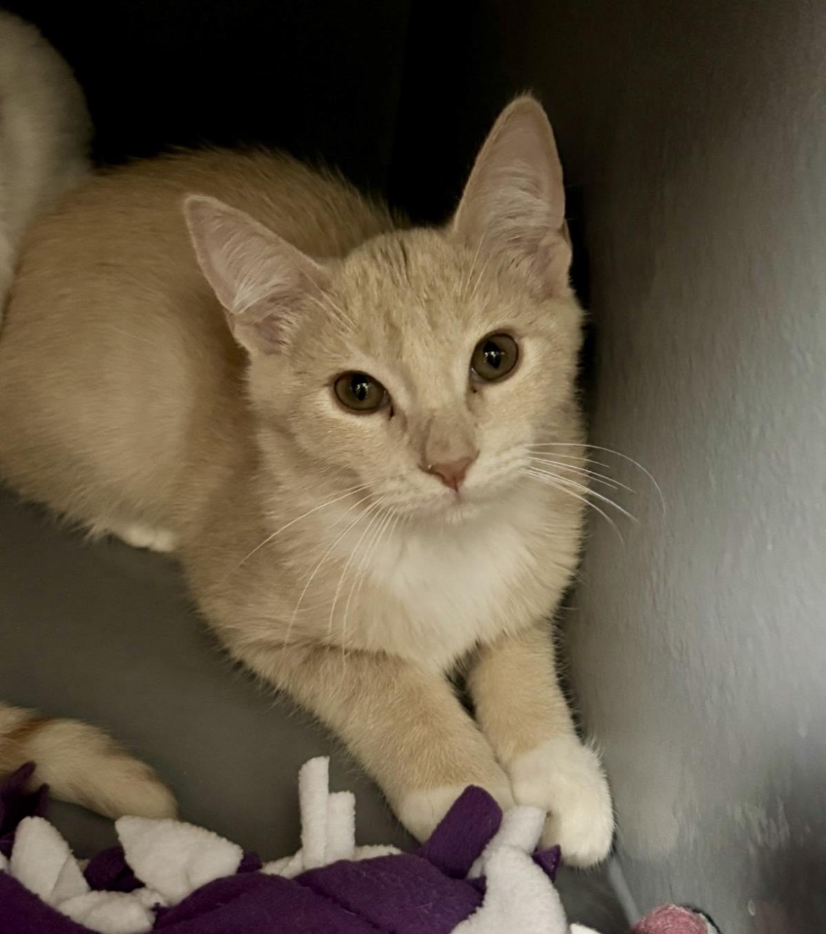 Photo of Dash Meower
