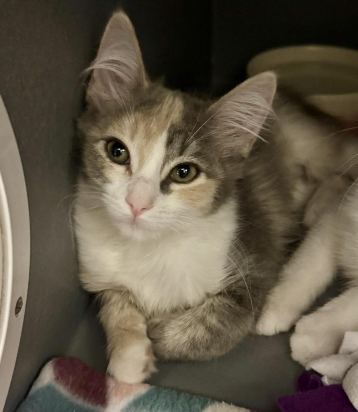 Photo of Callista Meower