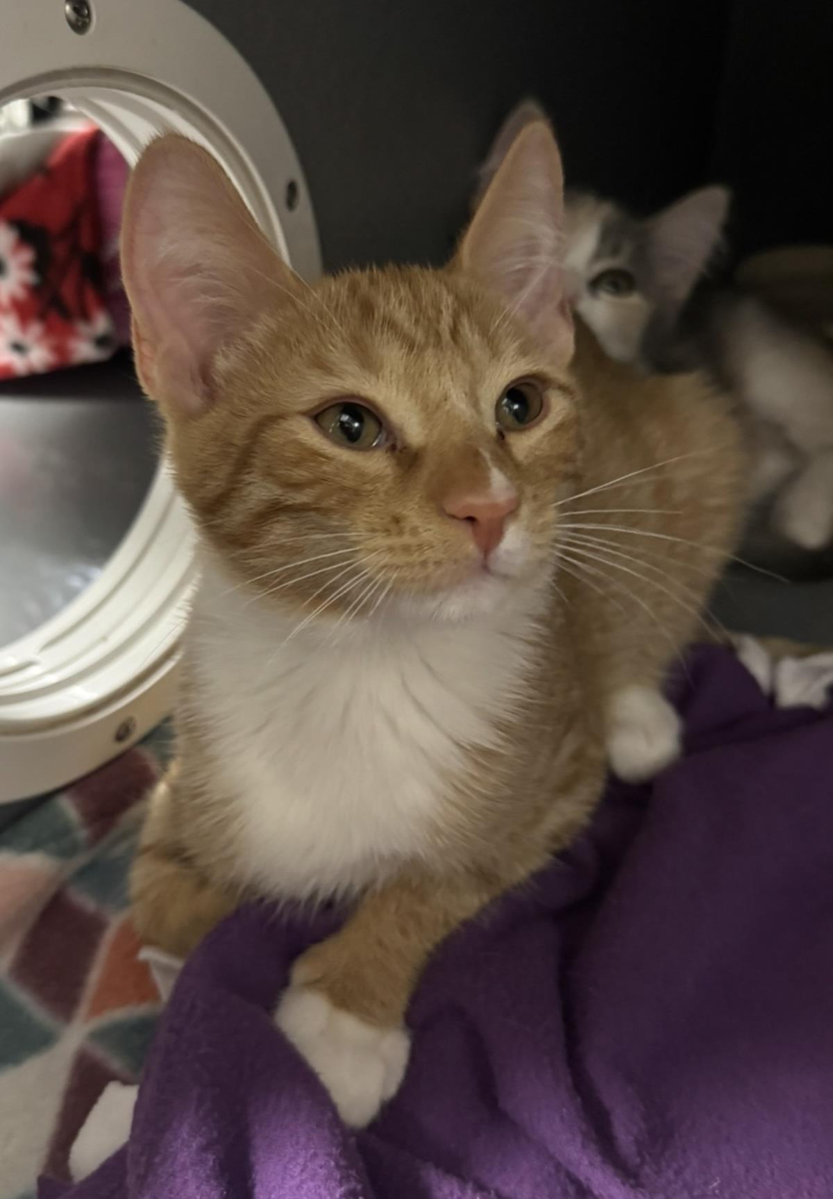Photo of Tiger Meower