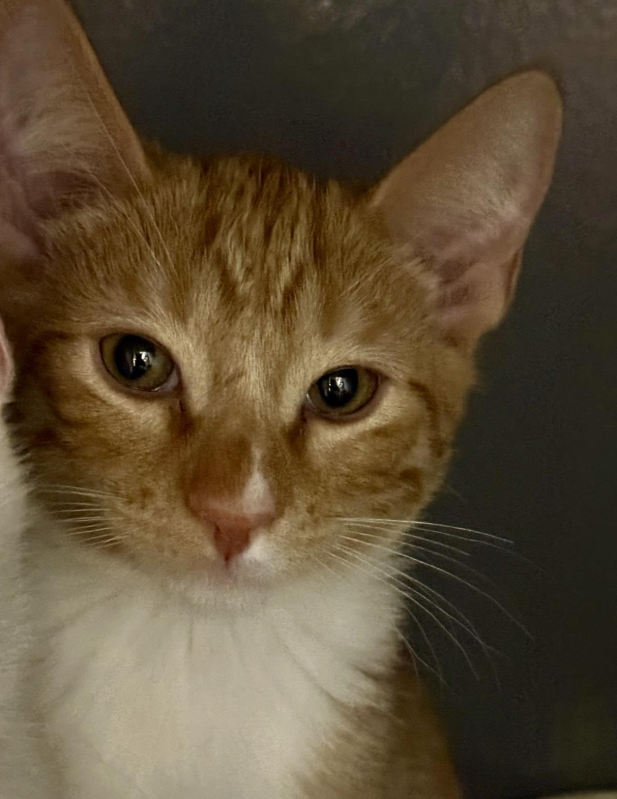 Photo of Tiger Meower