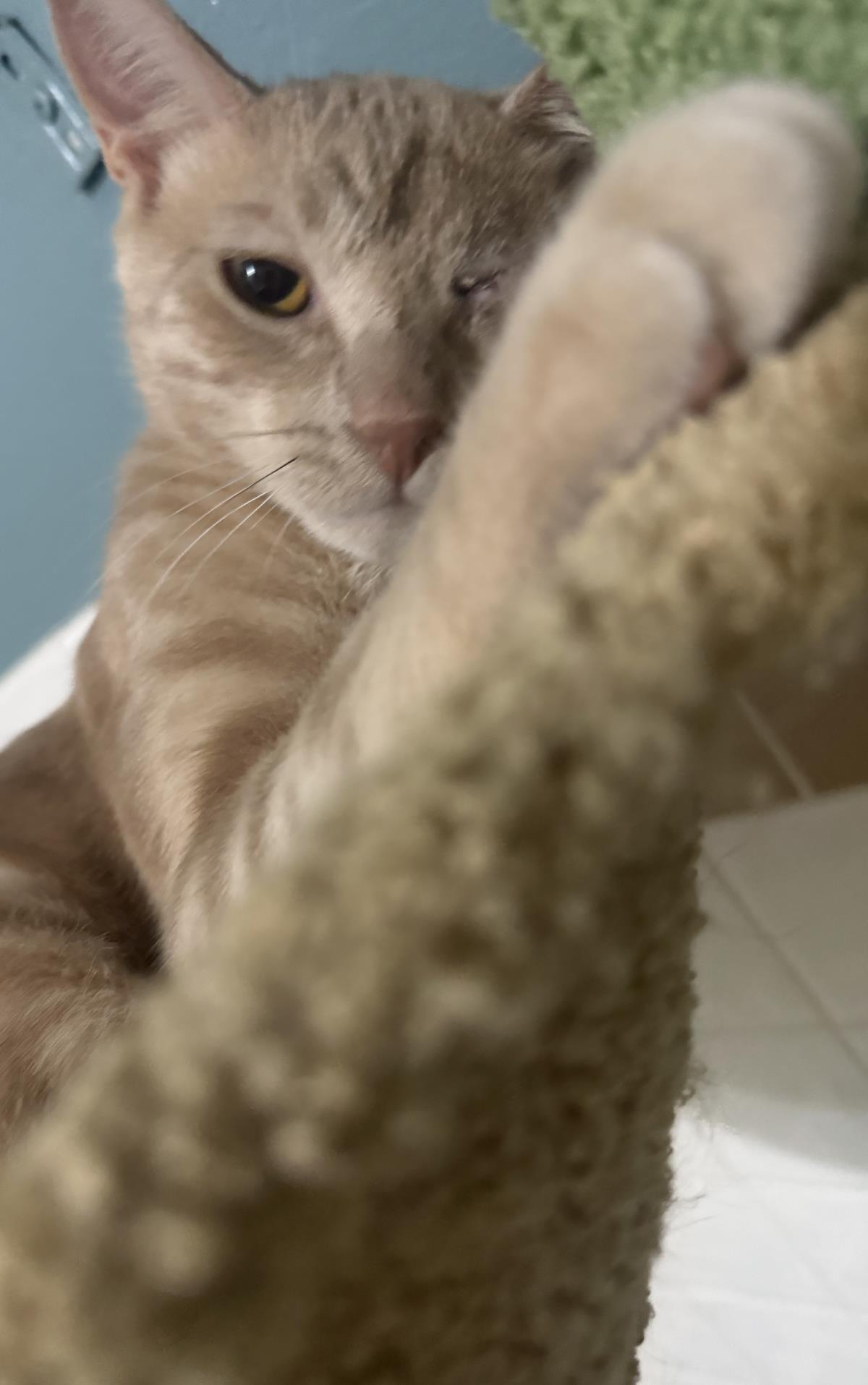 Photo of Blaze Sunfire