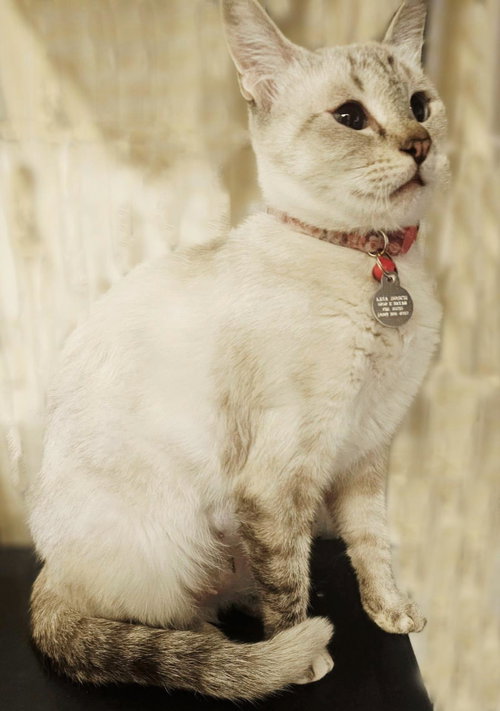 Beryl Streep, an adoptable Siamese in Chandler, AZ