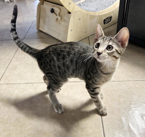 LITTLE TABBY AMOR