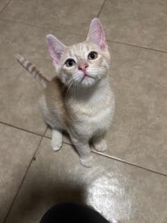 LITTLE ORANGE AMOR