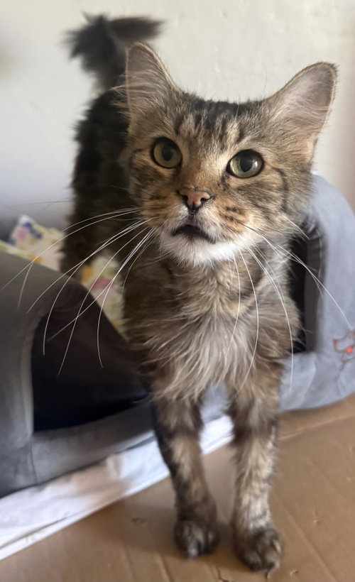picture of the cat needing adoption