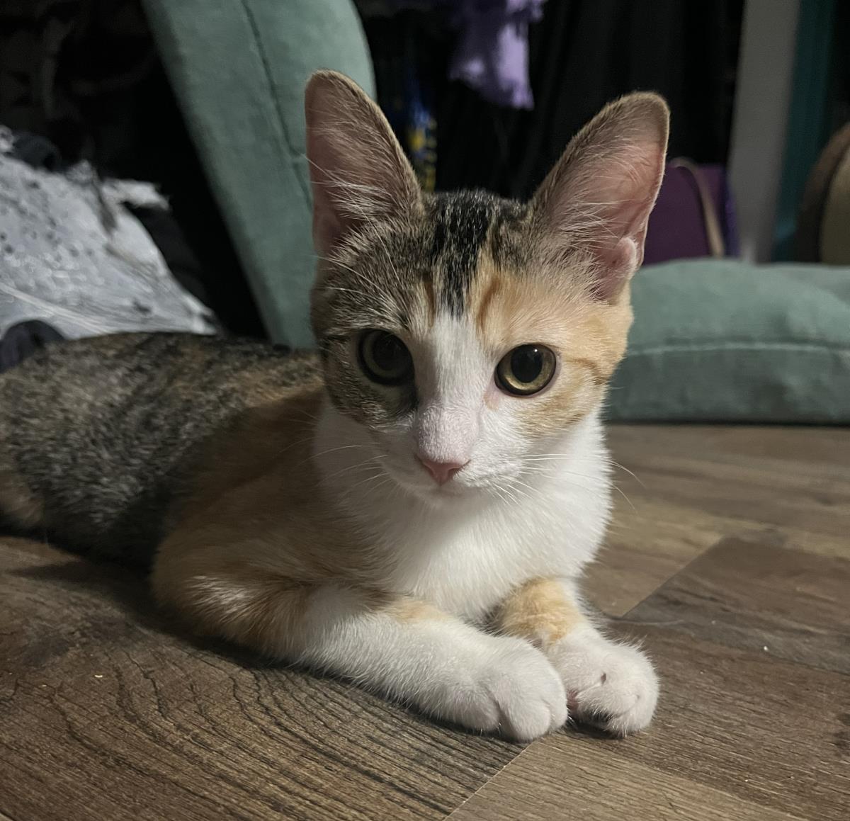 Photo of Jalapeno Brown