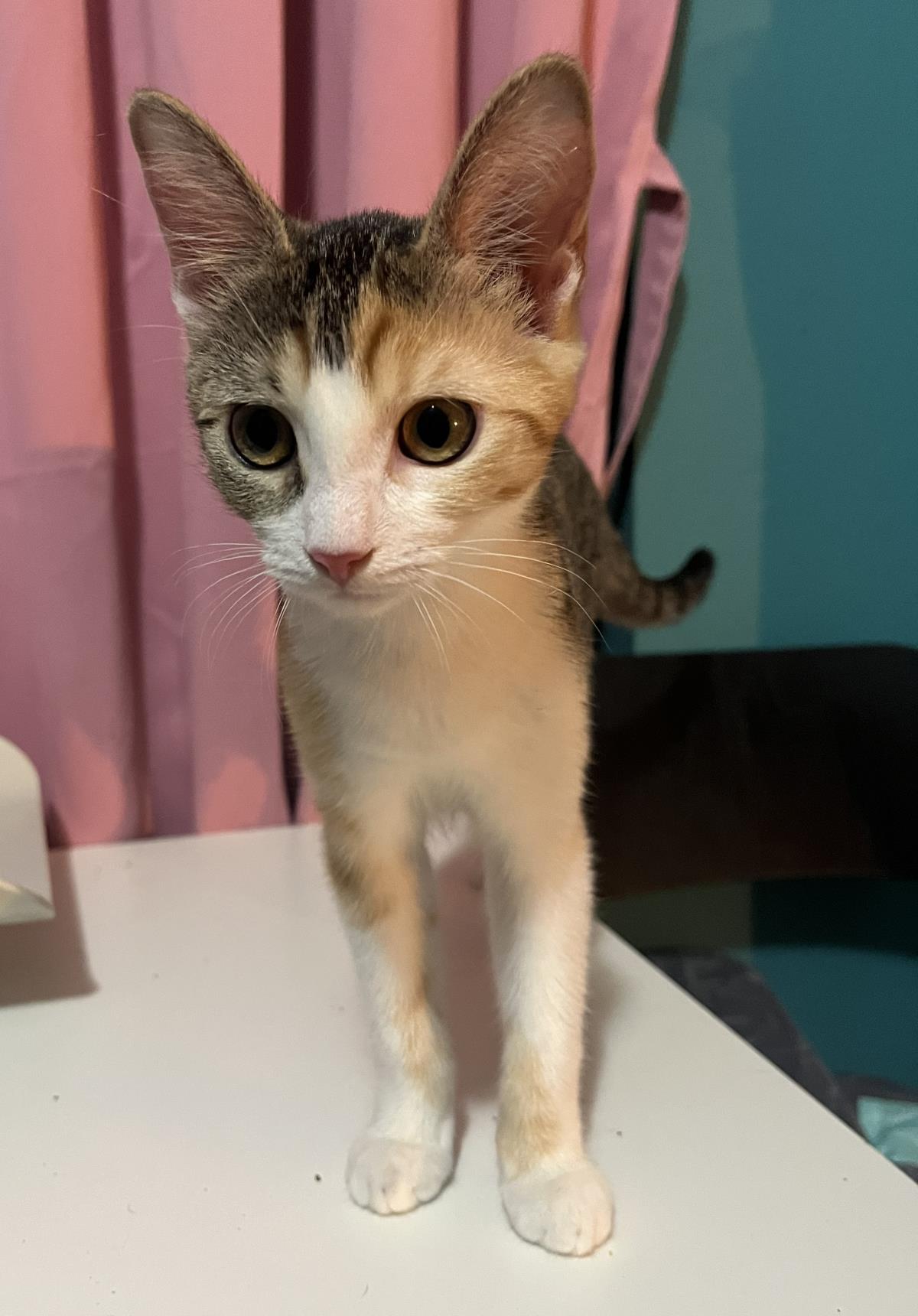 Photo of Jalapeno Brown