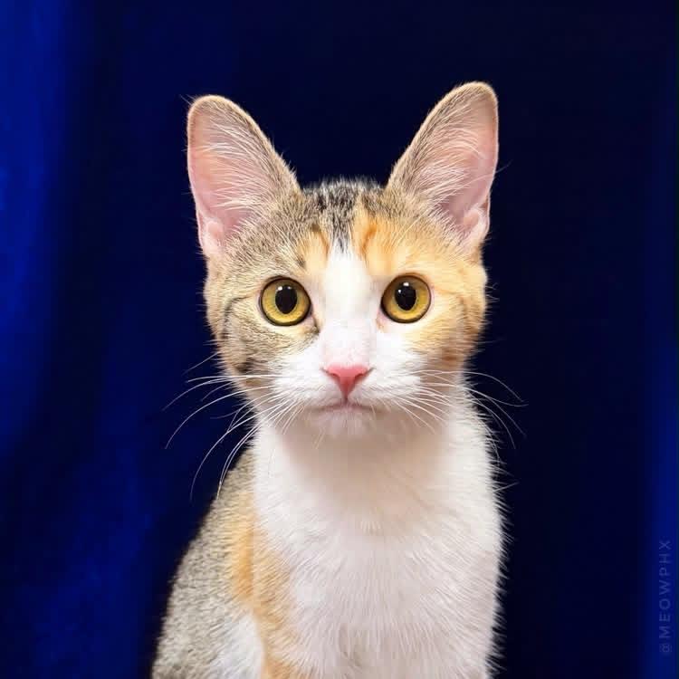 Photo of Jalapeno Brown