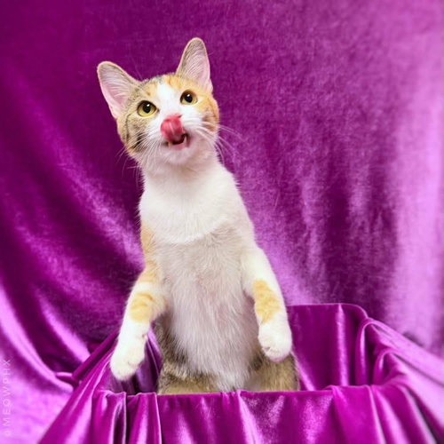 picture of the cat needing adoption