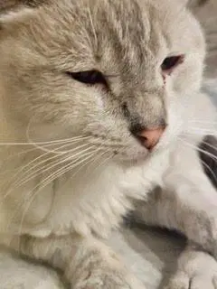 Eddie Guerrero - Domestic Short Hair