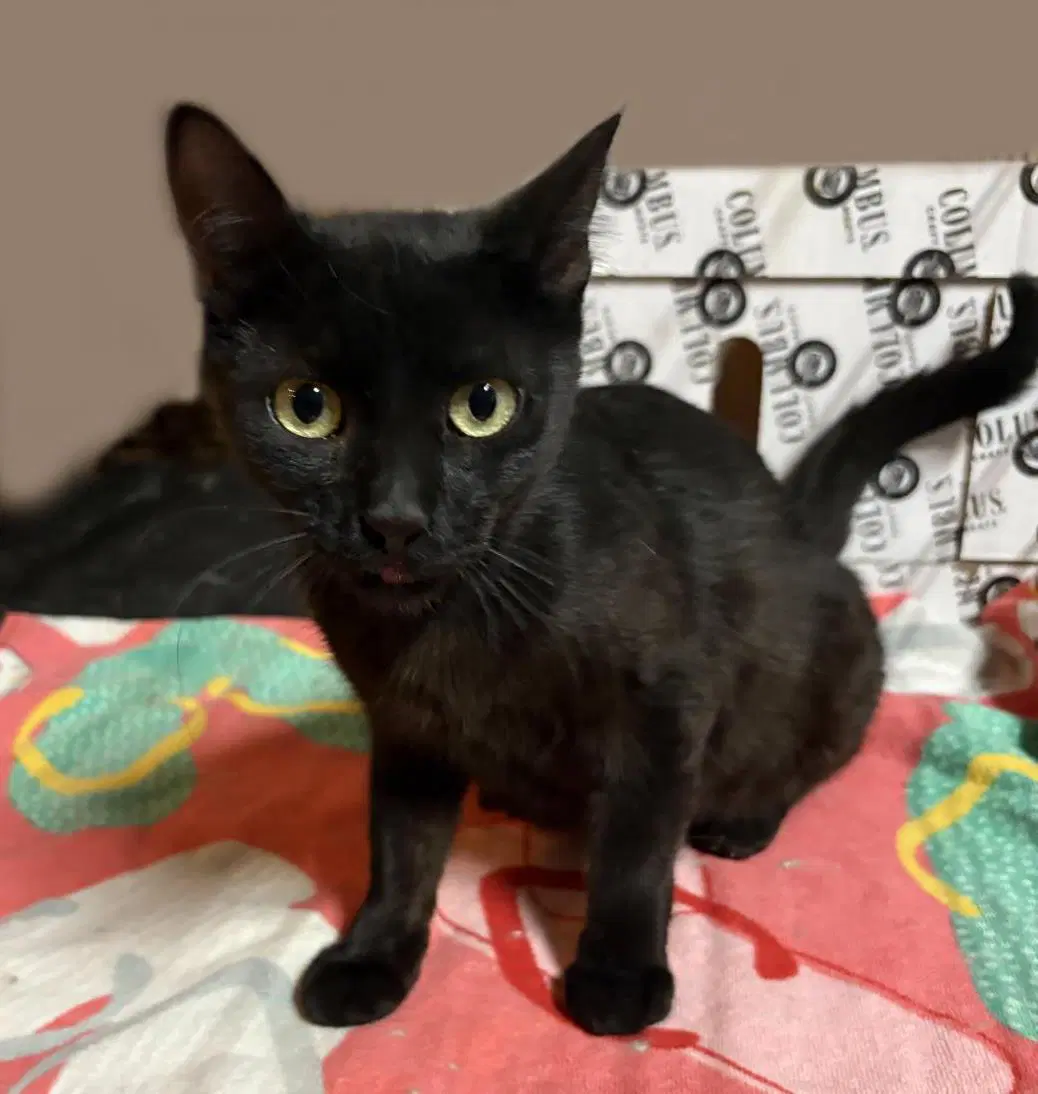 Paris Onyx - Domestic Short Hair