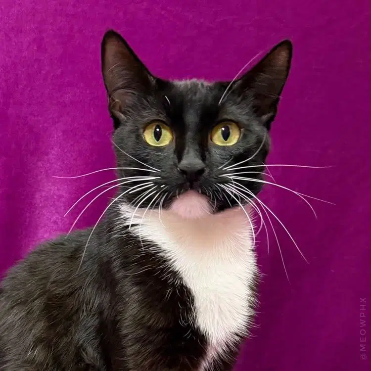 Elmira Nevermore - Domestic Short Hair