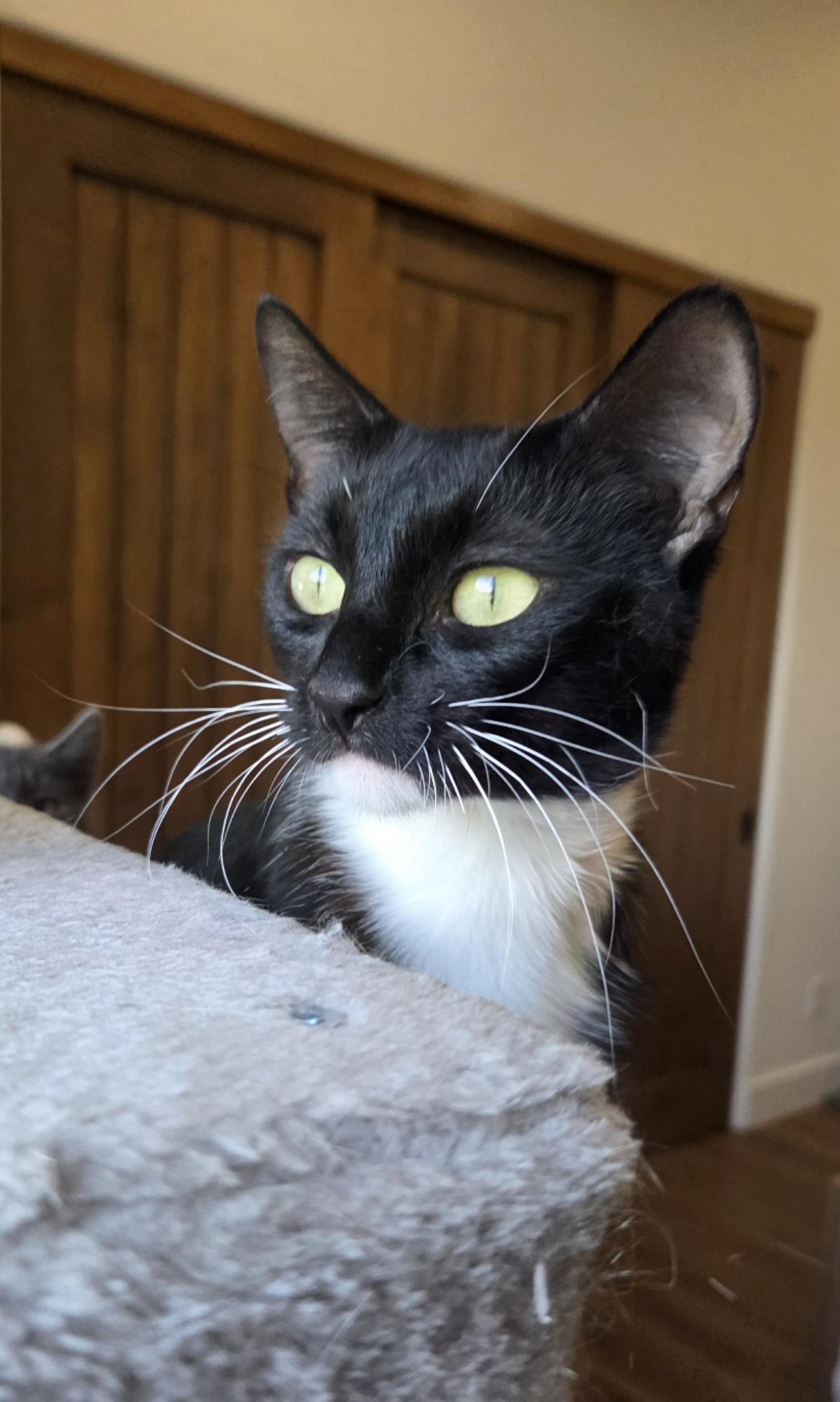 Photo of Elmira Nevermore