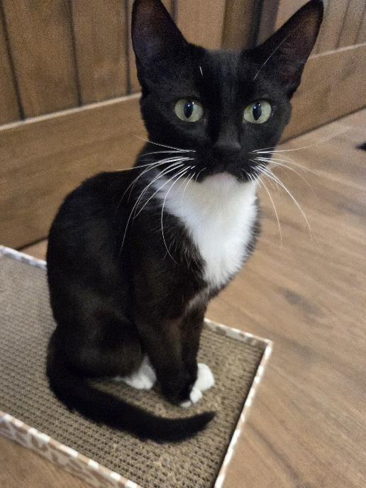 Photo of Elmira Nevermore