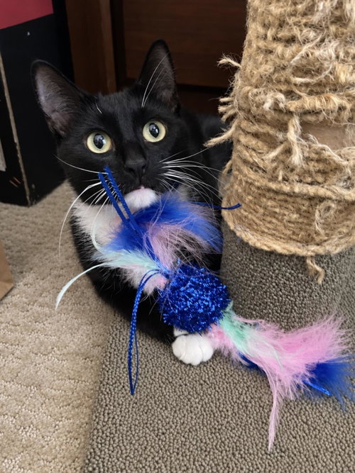 picture of the cat needing adoption
