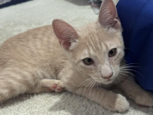 Photo of Shiloh Sunshine