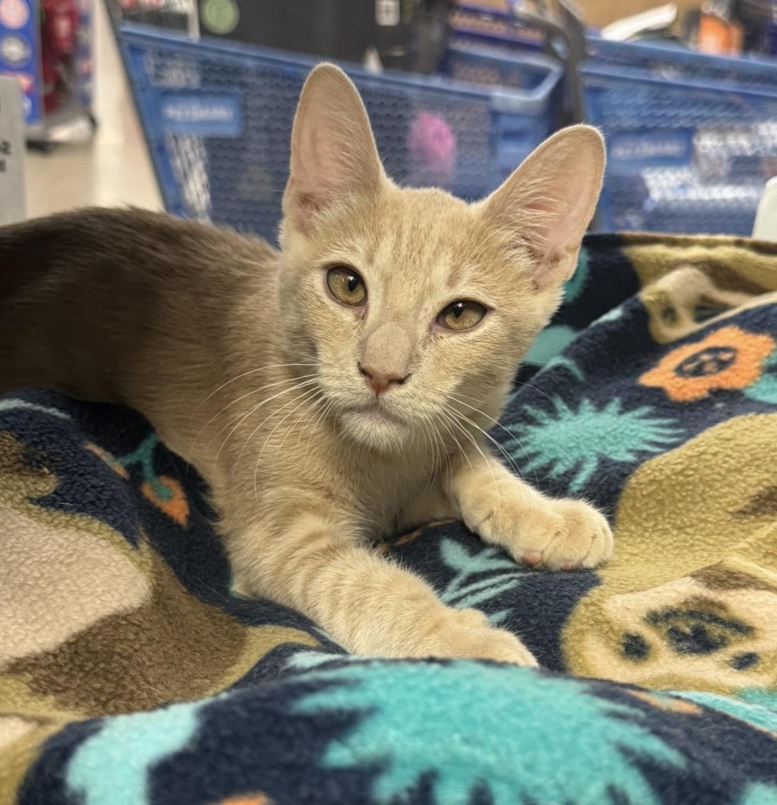 Photo of Shiloh Sunshine