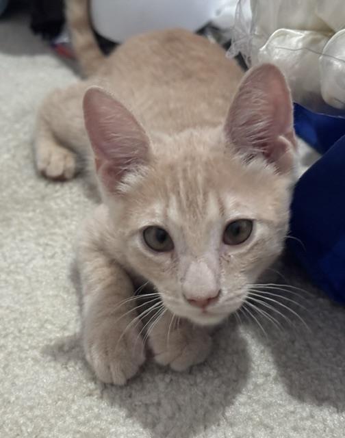 Photo of Shiloh Sunshine