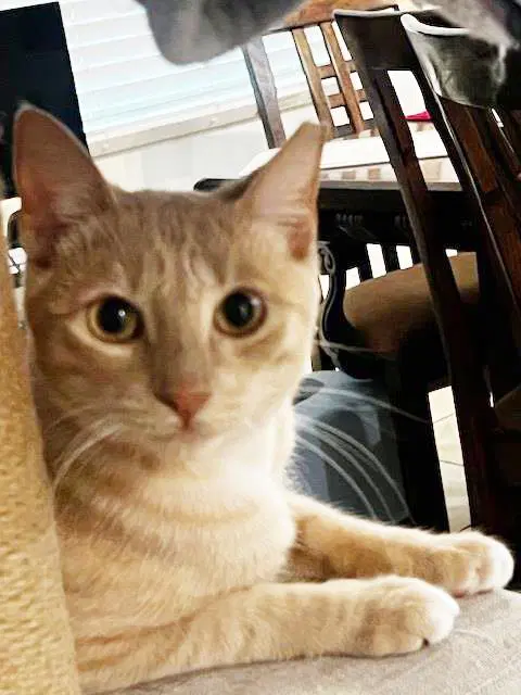 Baby Garfield - Domestic Short Hair