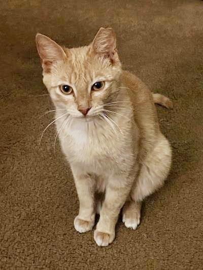 Photo of Baby Garfield