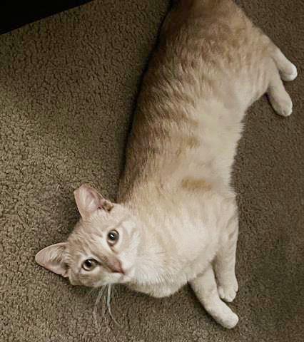 Photo of Baby Garfield