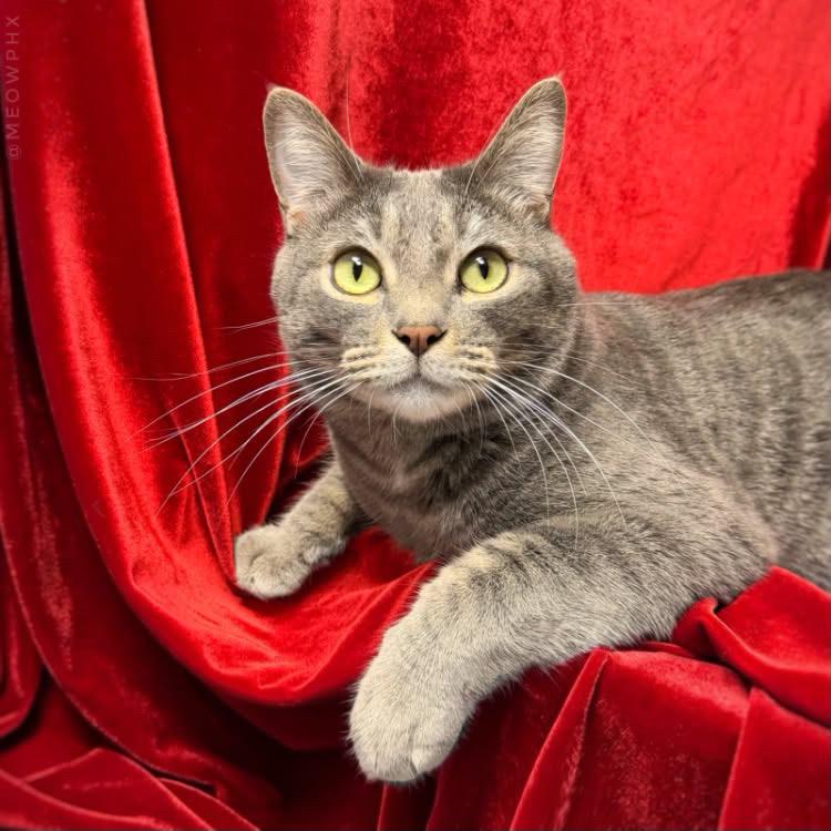 Photo of Shmoke Smoodle