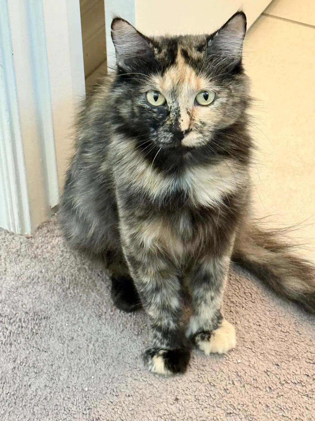 Patches Lara - Tortoiseshell