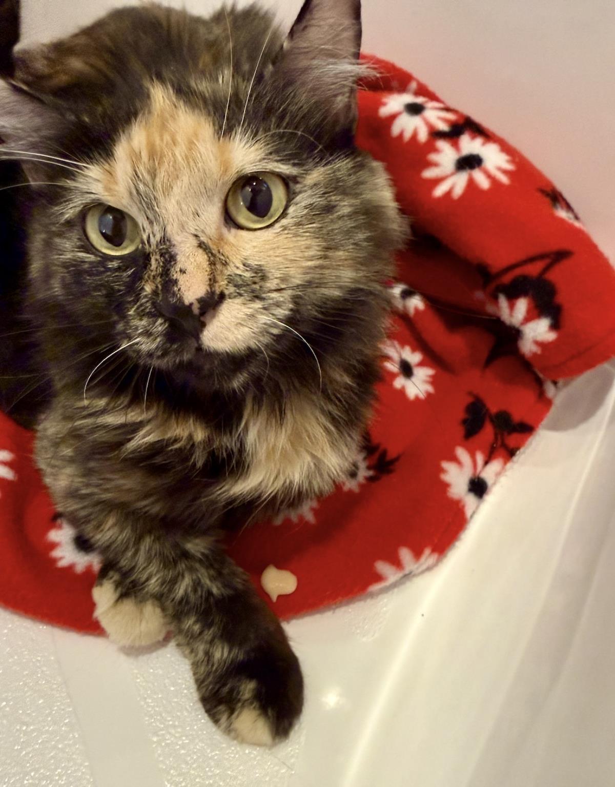 Photo of Patches Lara